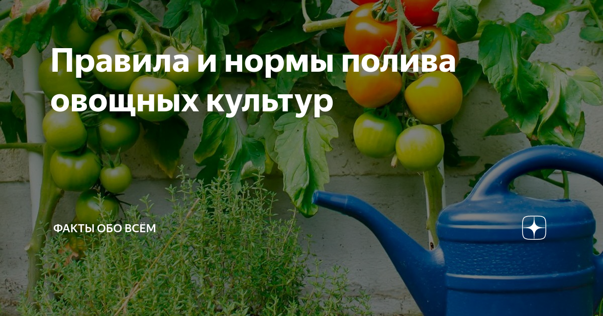 Как правильно поливать огород: какой водой и что в нее добавить