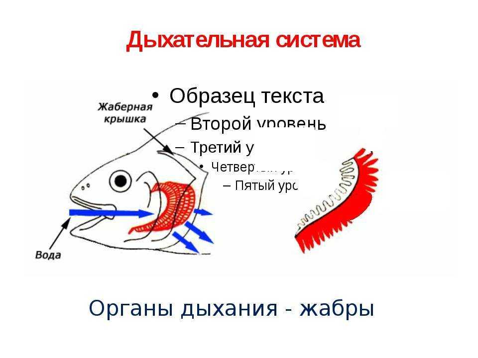 Класс «рыбы»