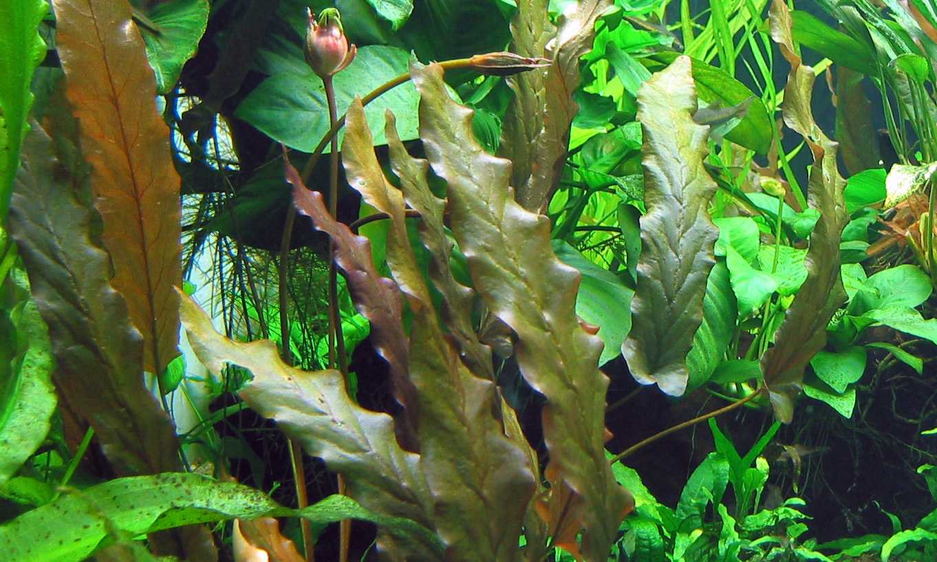 Барклайя лонгифолия (barclaya longifolia): описание, содержание, фото и отзывы