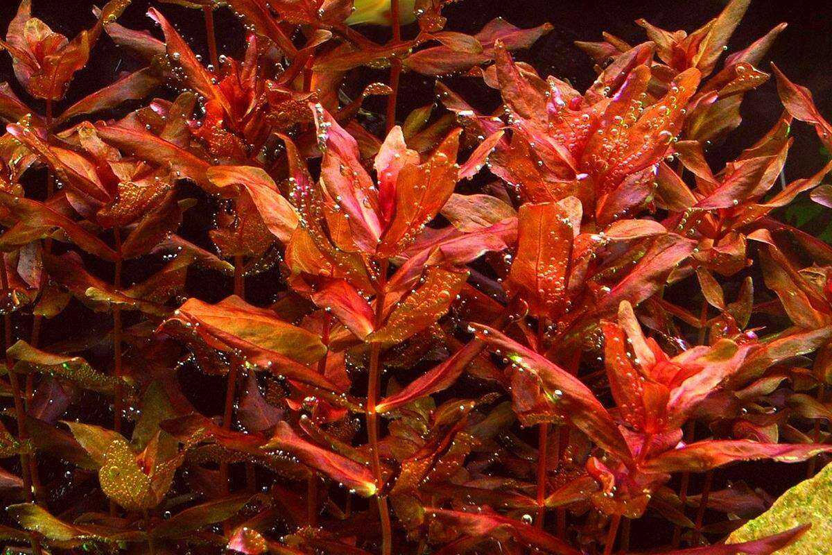 Ротала макрандра или крупнотычинковая, она же ротала красная  это  длинностебельное растение с листьями яйцевидной формы и волнистыми краями, расположенными друг напротив друга Листья достигают в