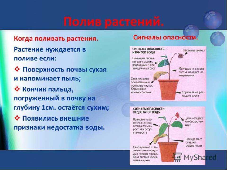 Правильный полив комнатных растений | flowery-blog
