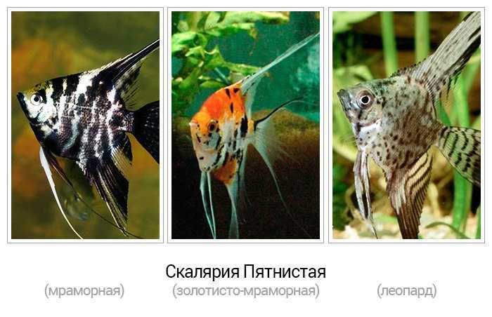 Аквариумные скалярии — разведение и уход за рыбками, советы по содержанию и размножению