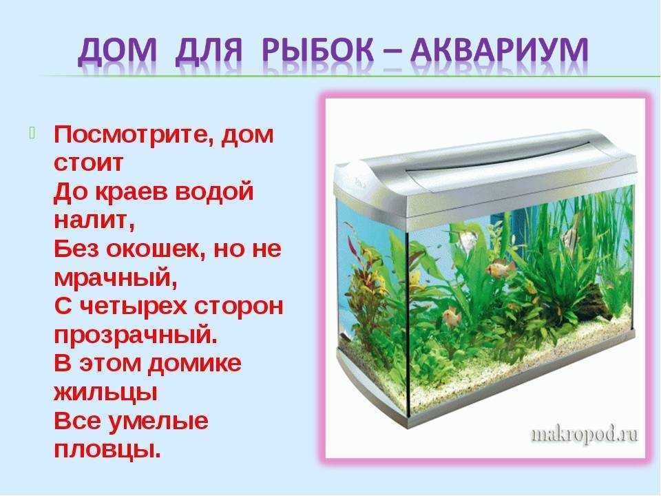 Необходимое авторское пояснение. аквариум-2
