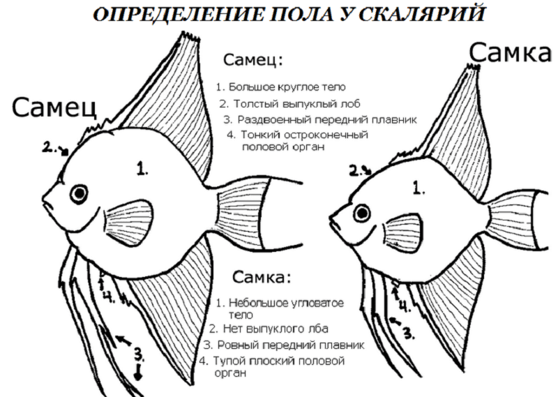 Аквариумная рыбка двухцветный лабео: содержание и уход, совместимость с другими рыбками, разведение, фото и видео | мир домашних животных