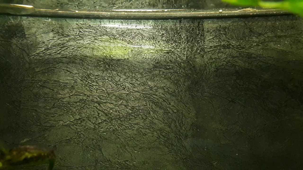 Почему в аквариуме образуются пузырьки на поверхности воды: основные причины и способы их устранения