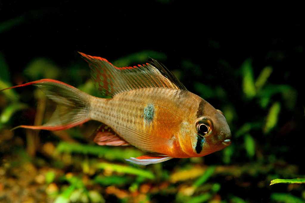 Апистограмма рамирези / на латыни: mikrogeophagus ramirezi