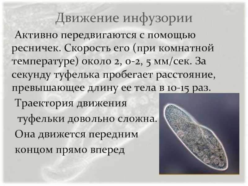 Подцарство простейшие - умскул учебник