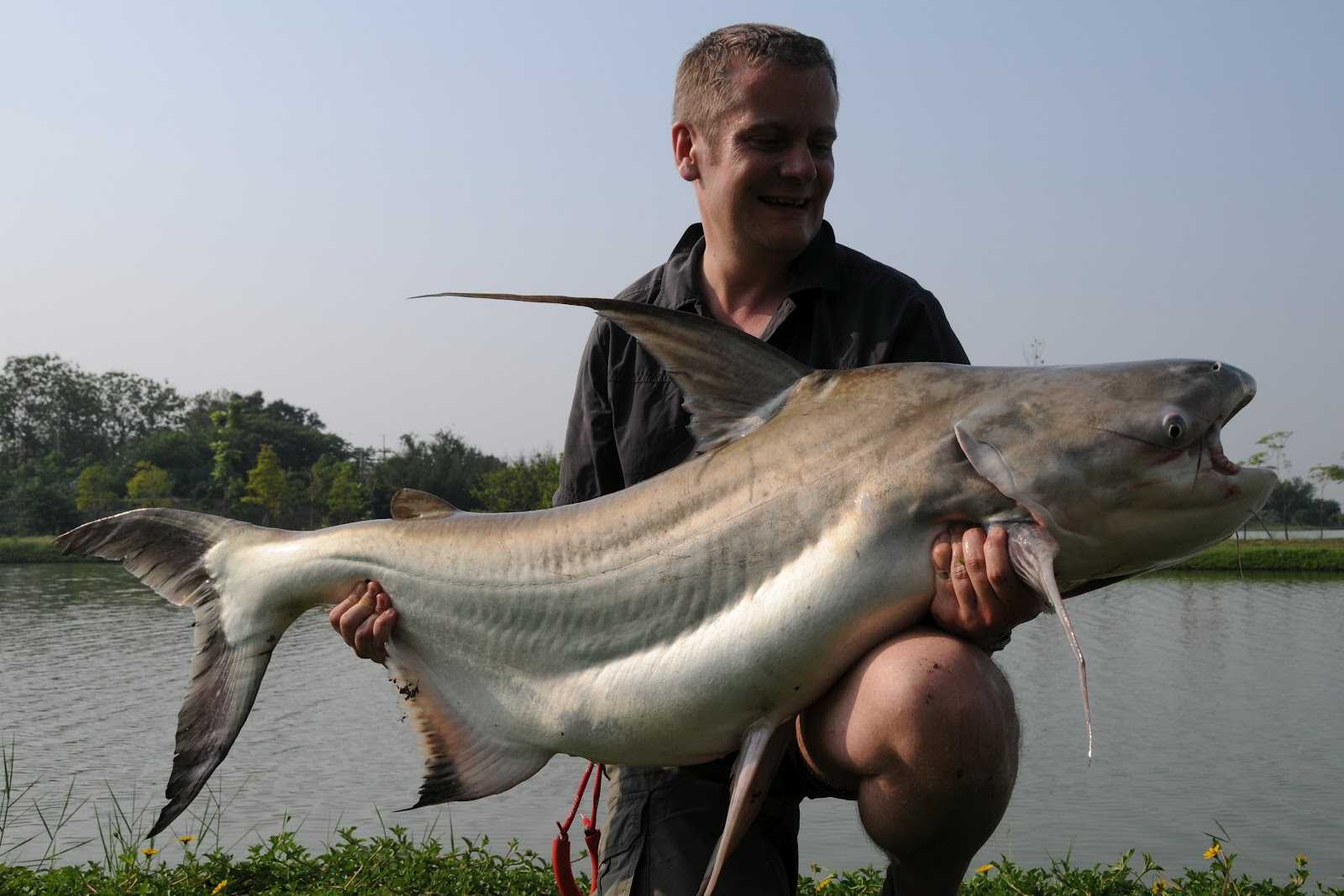 Пангасиус или акулий сом (pangasianodon hypophthalmus)