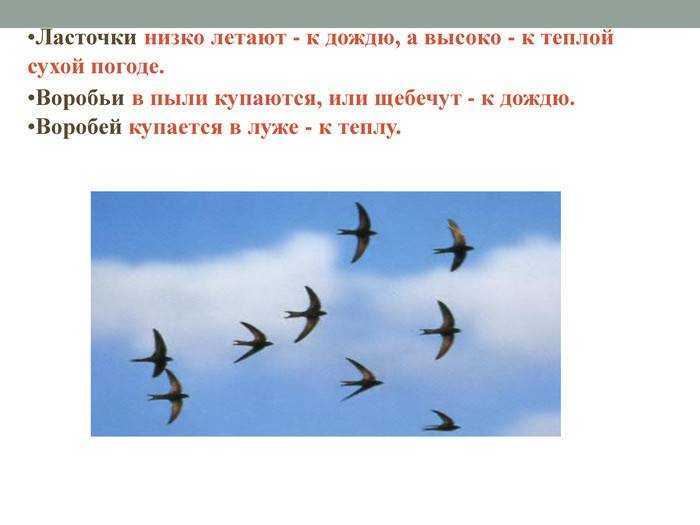 Почему птицы летают перед дождем?