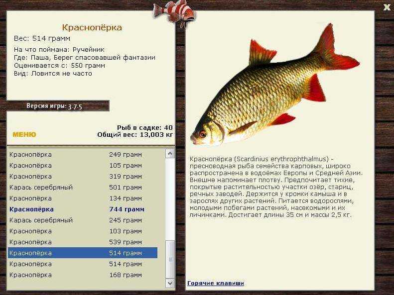 Рыба красноперка