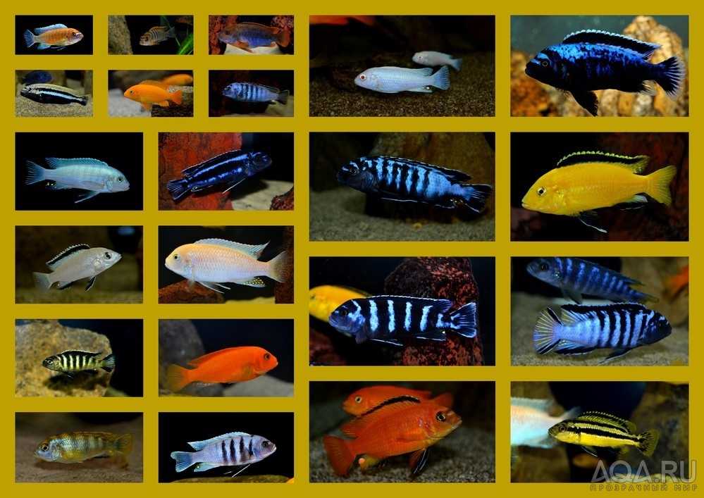 Самые необычные и редкие морские обитатели | интересный сайт