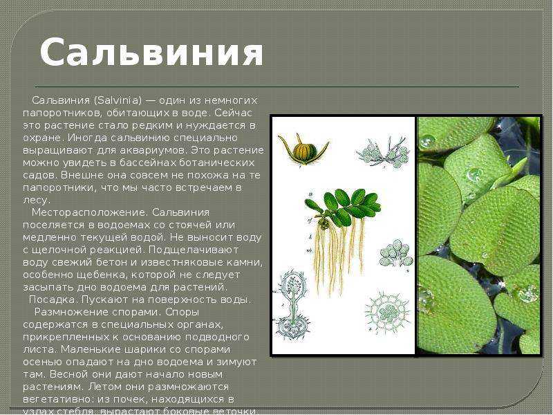 Сальвиния: распространение, виды, уход, размножение, болезни