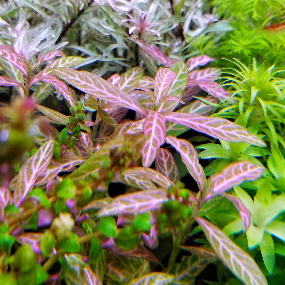 Гигрофила растение аквариумное фото. гигрофила многосемянная мраморная (hygrophila polysperma “rosanervig”)