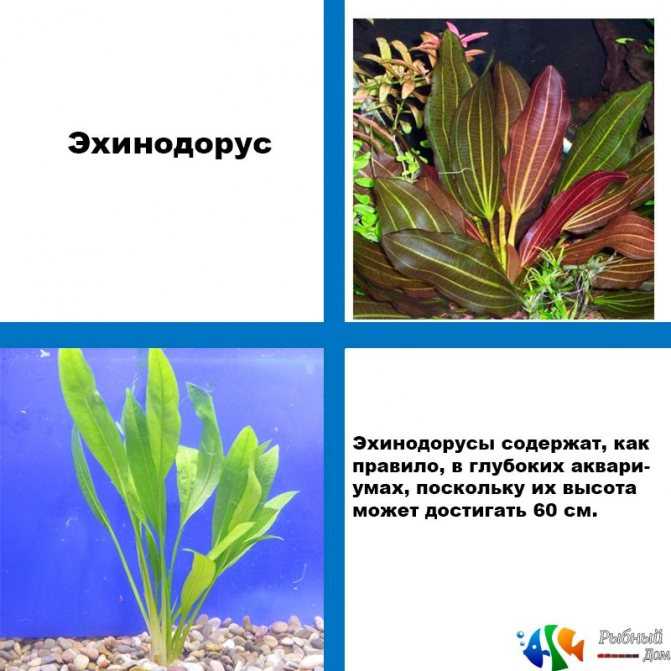 Амазонка (echinodorus amazonicus), содержание и размножение растения в аквариуме