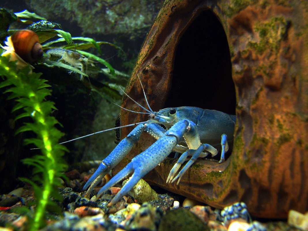 Синий рак. флоридский синий рак (procambarus alleni) — вид пресноводных раков из семейства cambaridae - лента новостей запорожья