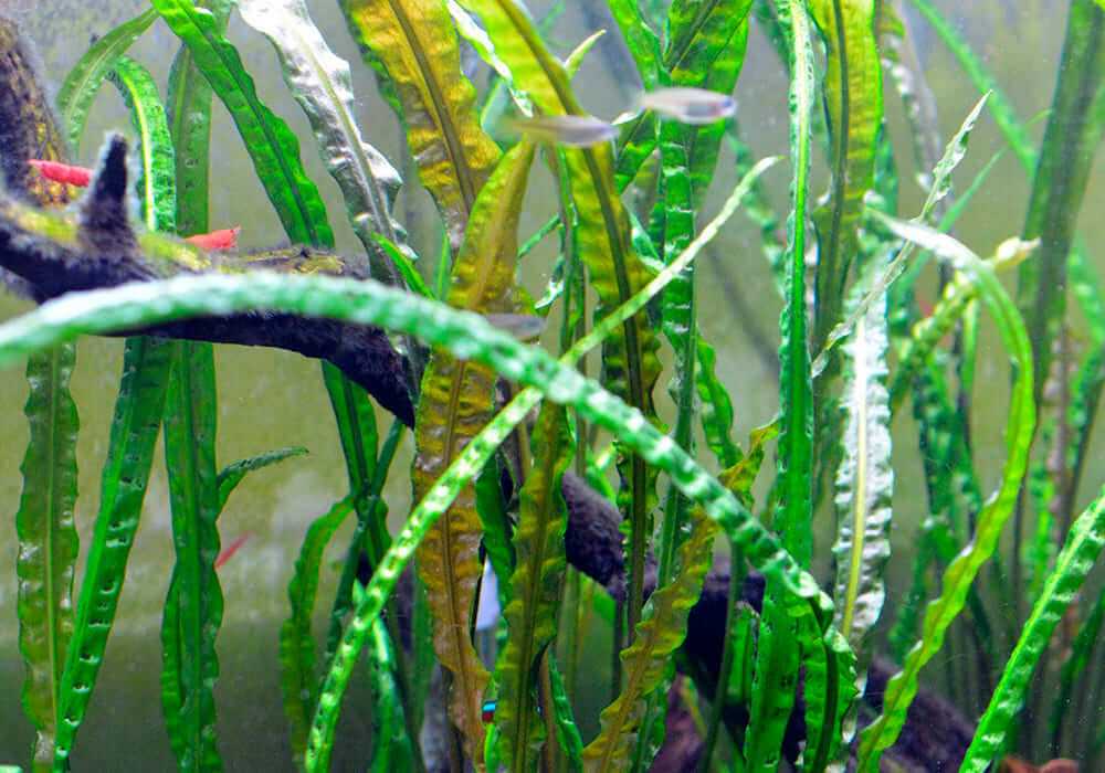 Криптокорина вендта  (cryptocoryne wendtii)-аквариумное растение