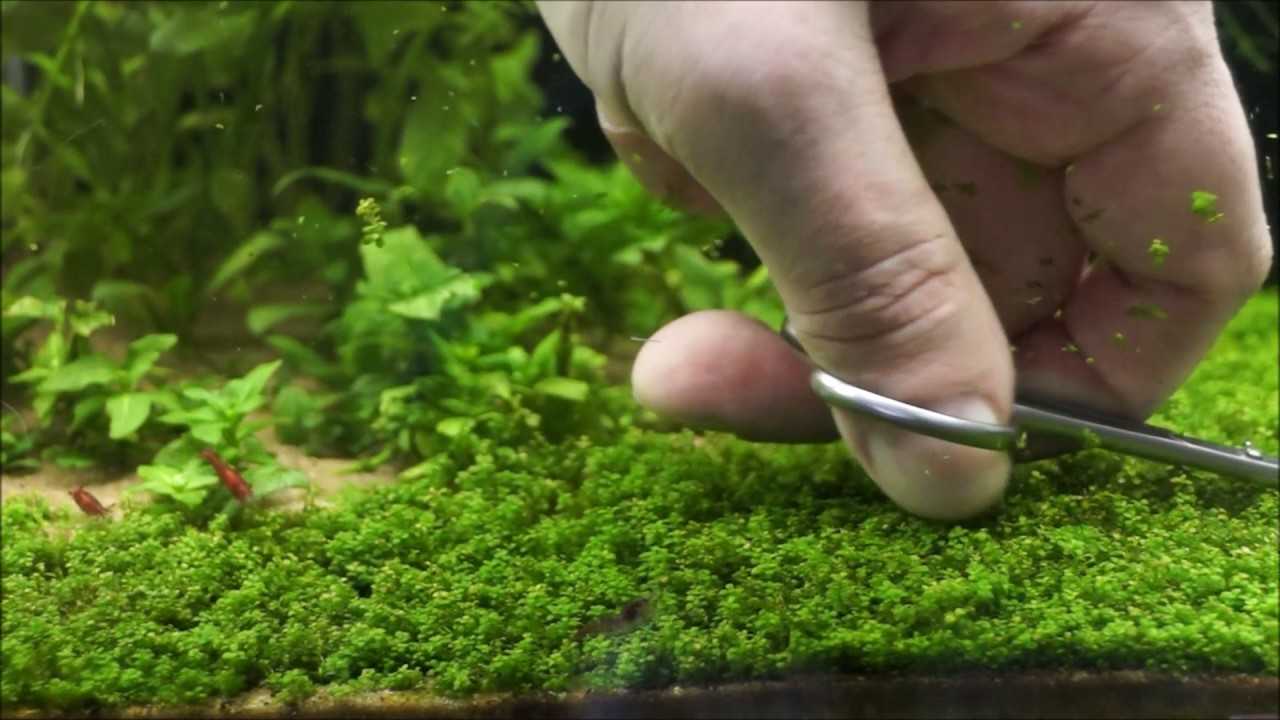 Как выращивать растения в аквариуме