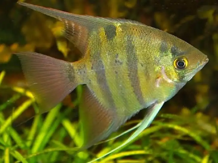 Скалярия леопаровая Pterophyllum scalare Leopard является селекционной морфой обычной скалярии  Pterophyllum scalare