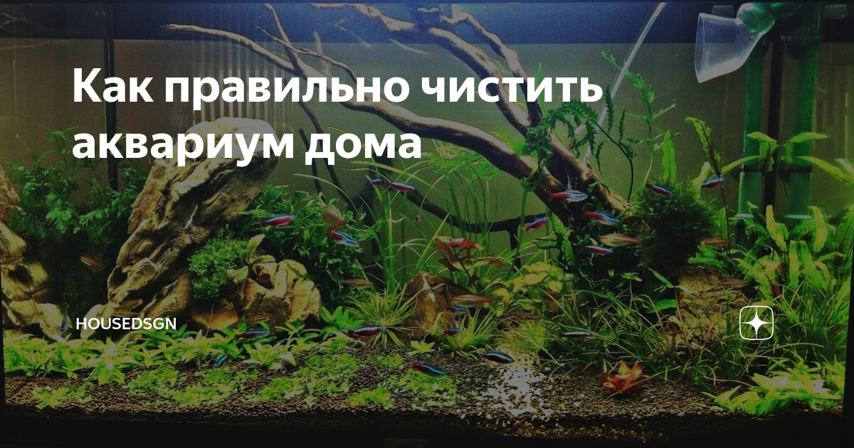 Как правильно чистить аквариум в домашних условиях
