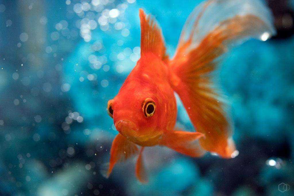 Шубункин в пруду. золотая рыбка шубункин (carassius auratus)