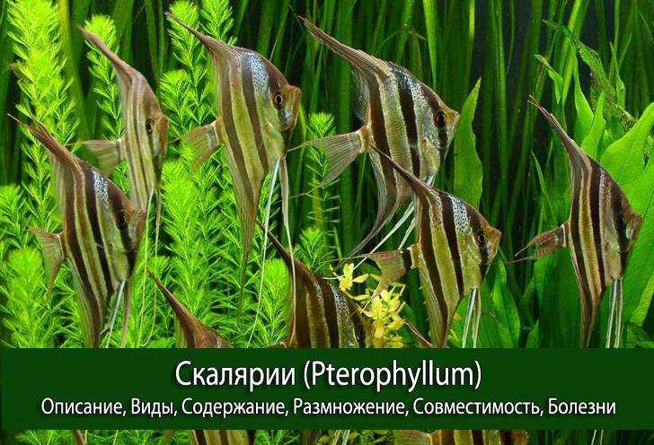 Скалярия - содержание и уход, совместимость с другими рыбками