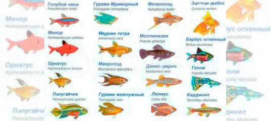 Сколько рыбок можно держать в аквариуме - как рассчитать количество