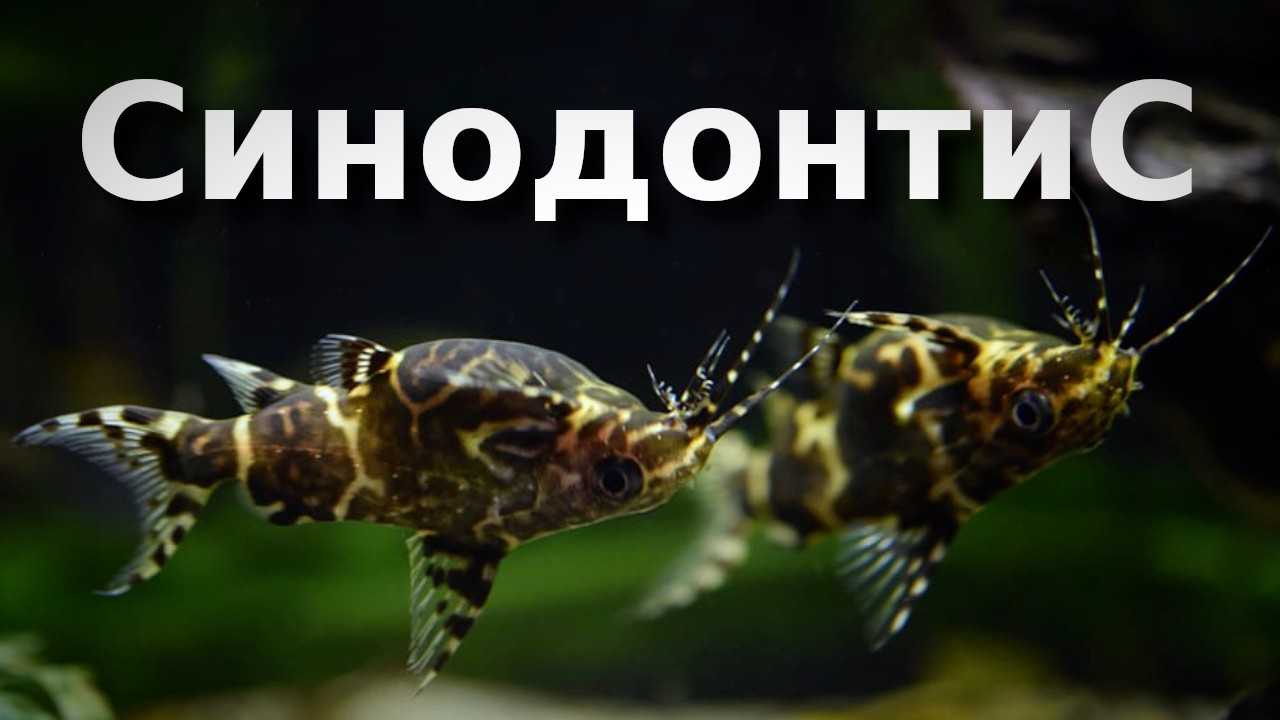 Синодонтис: фото сомика, содержание, разведение, совместимость, видео
синодонтис: фото сомика, содержание, разведение, совместимость, видео
