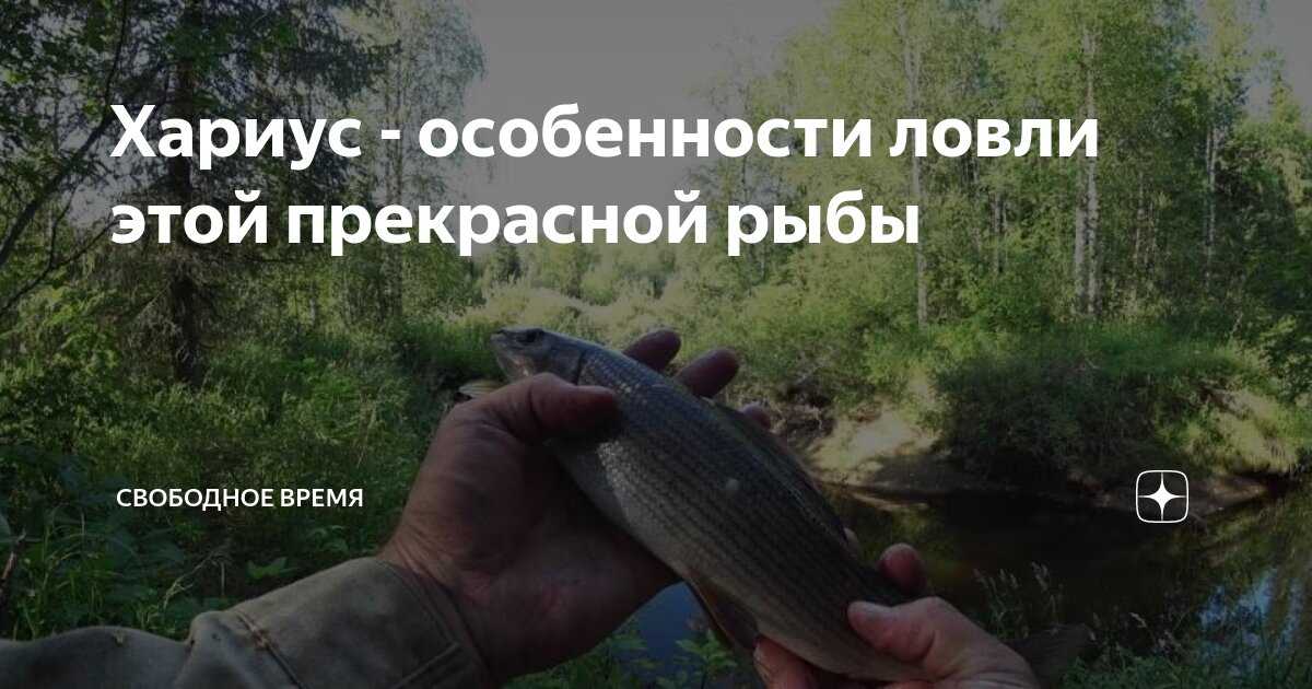 Рыбы байкала: сколько видов обитает в озере, какая водится (список хищников и травоядных, обитающих в водоеме, промысловые обитатели), какие живут только здесь?