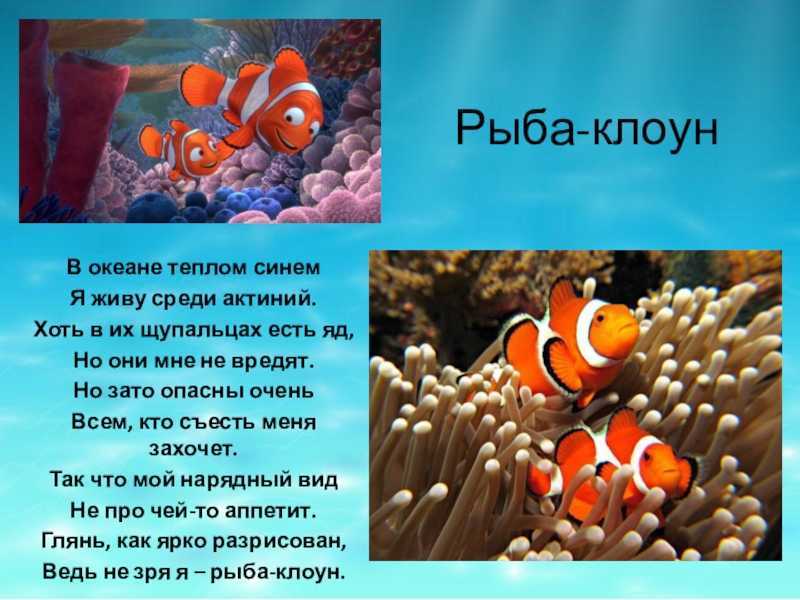 Выбор клоунов для морского аквариума
