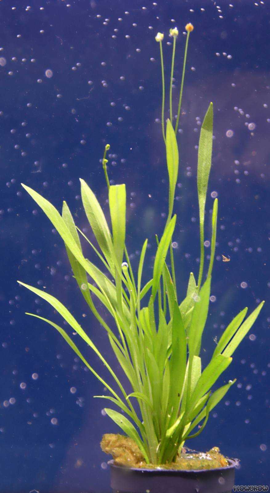 Эхинодорус латифолиус (echinodorus latifolius)