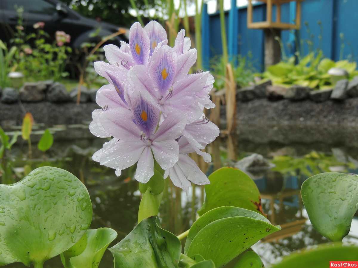 Эйхорния (eichornia crassipes)