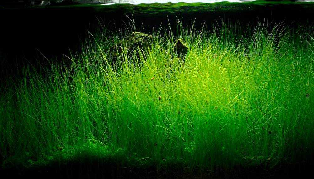 Элеохарис игольчатый (eleocharis acicularis), болотница игольчатая или синтяг | aquarien