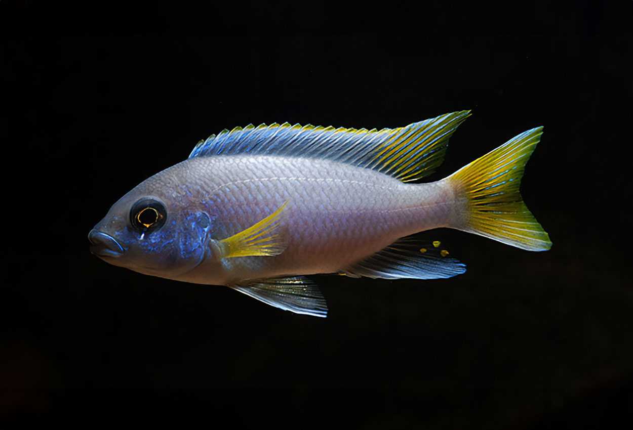 Псевдотрофеус ацей (pseudotropheus sp. «аcei») - описание | аквариумные рыбки