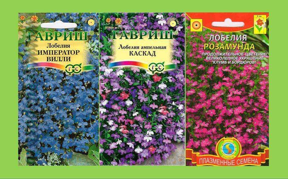 Корневая система лобелии или любелии пурпурной Lobelia cardinalis состоит из мочки толстых, коротких, белых корней