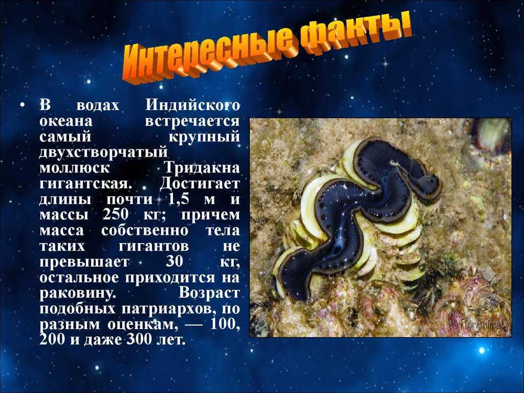 Индийский океан: основная характеристика, моря и заливы, обитатели