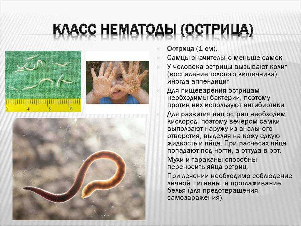 Кого поселить в аквариуме, чтобы не пришлось его чистить