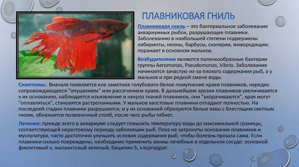 Плавниковая гниль (псевдомоноз) | лечение в общем аквариуме, как лечить, симптомы, причины, что делать