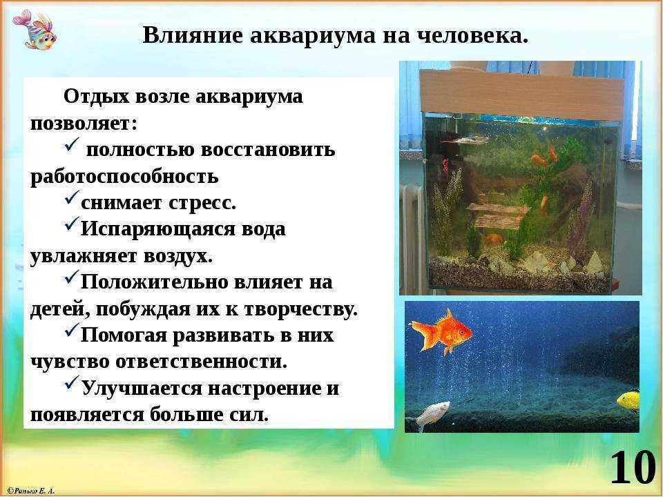10 лучших рыбок для начинающих: описание с фото и видео
