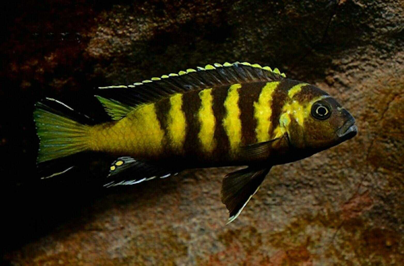 Псевдотрофеус элонгатус / на латыни: pseudotropheus elongatus