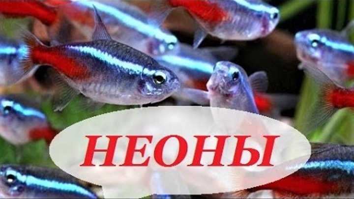Топ-11 самых неприхотливых аквариумных рыбок: виды, фото и содержание