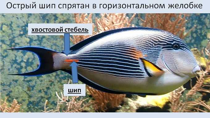 Рыба-хирург: образ жизни и среда обитания