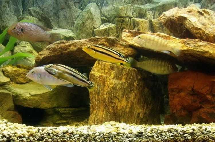 ᐉ меланохромис золотой ауратус: содержание, совместимость, фото-видео обзор - zoogradspb.ru