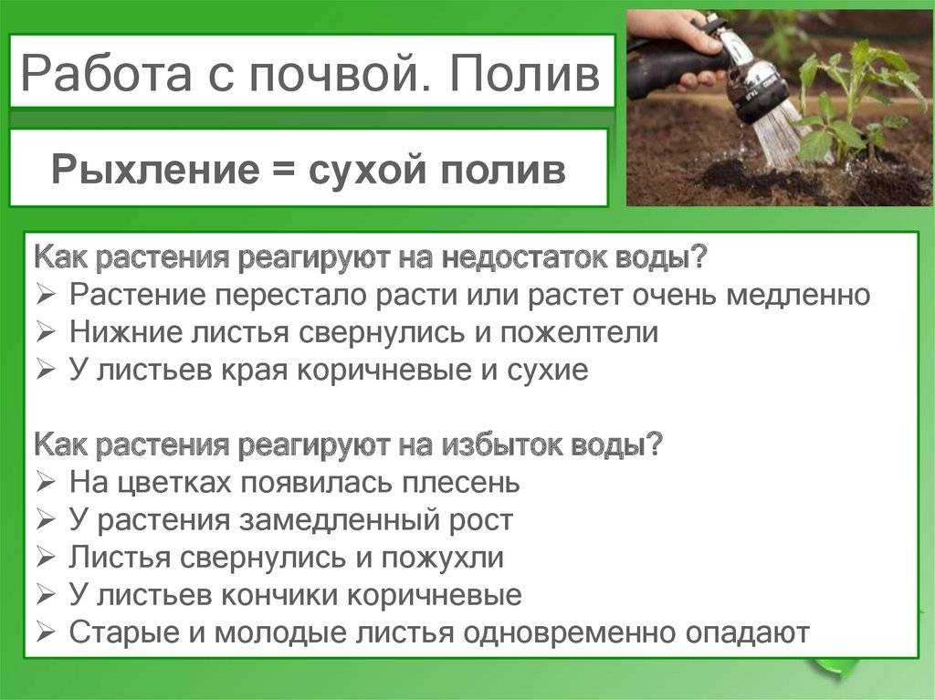 Можно ли поливать комнатные растения настоем из пива и для чего это нужно
