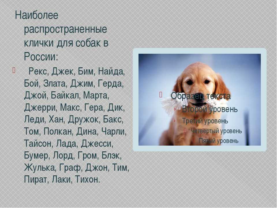 Поможем выбрать имя кошке: научный подход к проблеме