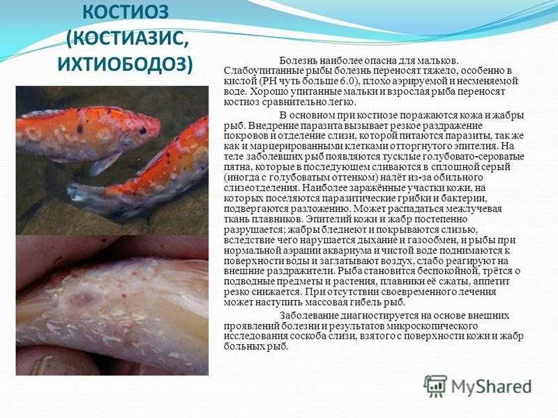 Колумнариоз (флексибактериоз) рыб: лечение в аквариуме, фото-видео обзор