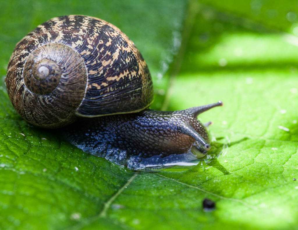 Лимнофила сидячецветковая (limnophila sessiliflora): описание, содержание, фото и отзывы