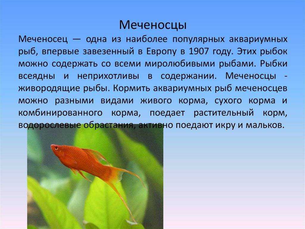 Меченосец: фото, содержание, совместимость, разведение, уход