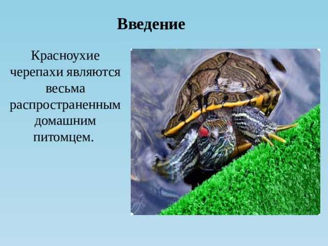 Красноухая черепаха: находится ли она в красной книге?