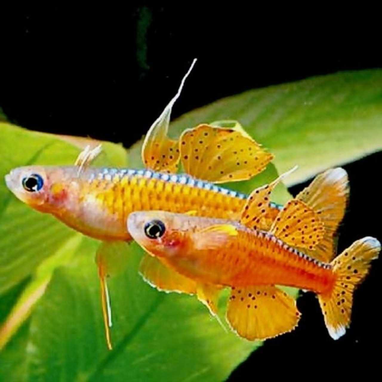 Орнатус красный или красный фантом (megalamphodus sweglesi)