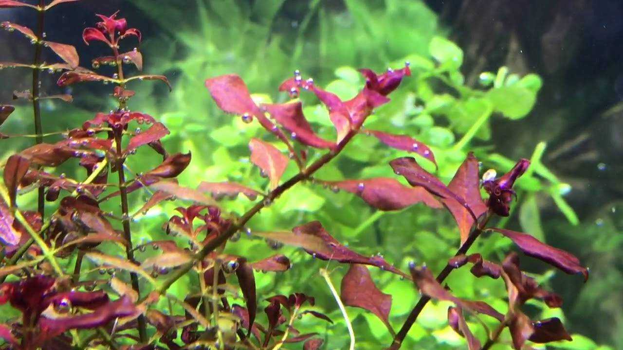 Семейство водокрасовые — hydrocharitaceae [1987 жданов в.с. - аквариумные растения]